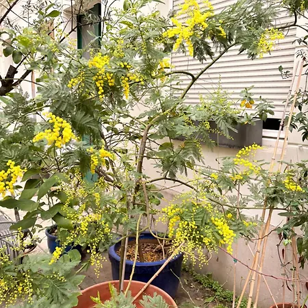 Champs Elysees * 巴黎