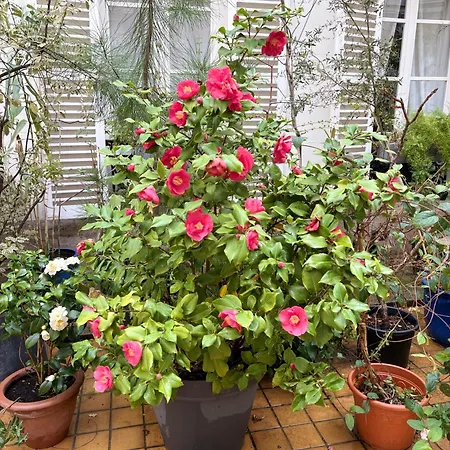 Champs Elysees 公寓 巴黎