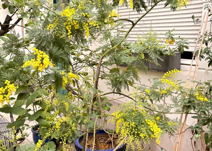 Champs Elysees * Paryż